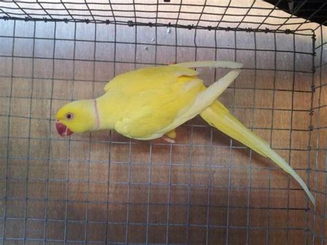 Proven breeding indian ringneck pair +baby for Sale in San Jose ...