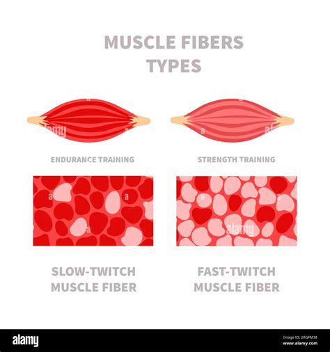 Skeletal muscle fiber types with slow twitch and fast twitch ...