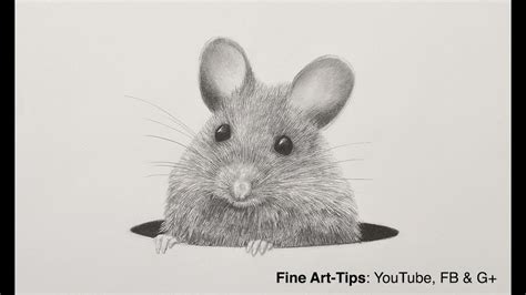 How To Draw A Realistic Mouse - Employeetheatre Jeffcoocctax