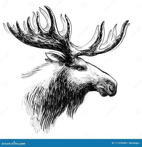 Moose head stock illustration. Illustration of white - 111370928