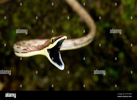 Snake mouth open hi-res stock photography and images - Alamy