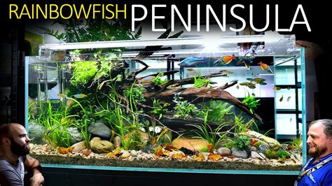 We Built A Realistic Rainbowfish Aquarium: EPIC 4ft Aquascape Tutorial ...