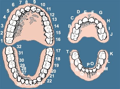 Diagram Teeth By Number