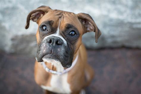 Flashy fawn boxer. So sweet. | I Wanna Box(er) | Pinterest | Zoos, Animal and Dog