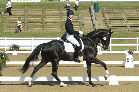 Premier Into The Black Dressage, Blackberry, Equestrian, Train, Horses ...