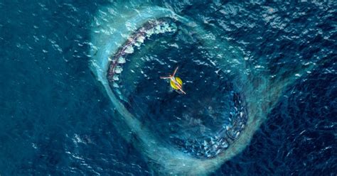 15 Movies to Watch if You Loved The Meg 2