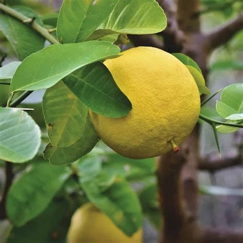 Grapefruit Tree (Growing, Caring For, Grapefruit Uses)