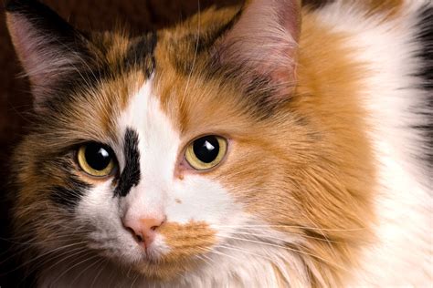 Calico Cat Facts – Why are they the best domestic cats? | The Gallery