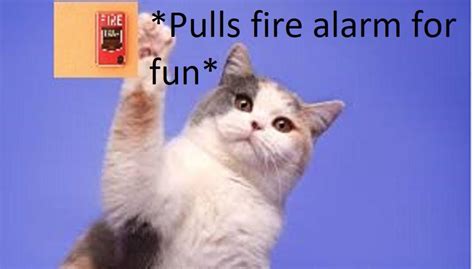 Another fire alarm meme : r/Catsatschool