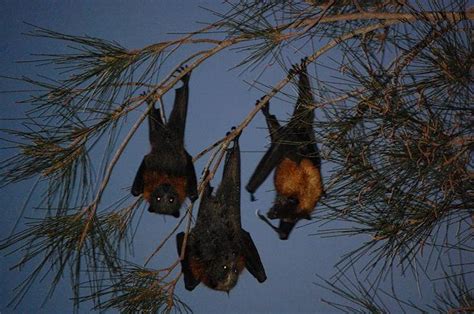 The Giant Golden-Crowned Flying Fox, The Largest Bat In The World