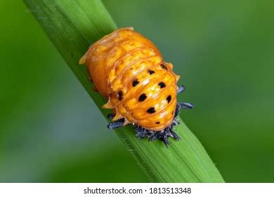 1,539 Ladybug Pupa Images, Stock Photos & Vectors | Shutterstock