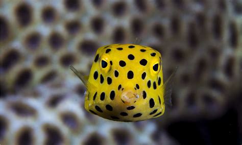 Boxfish - A-Z Animals