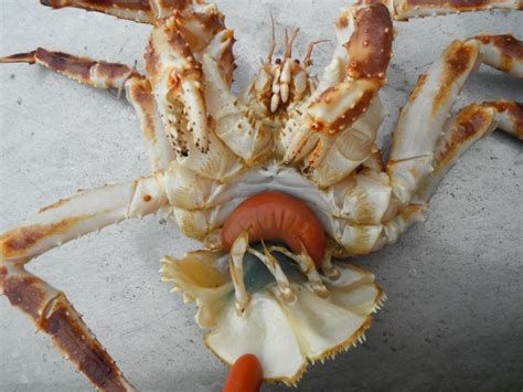 Zombie crabs: Barnacle infects king crab populations | Alaska Public Media