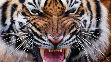 Tiger Roar Wallpapers - Top Free Tiger Roar Backgrounds - WallpaperAccess