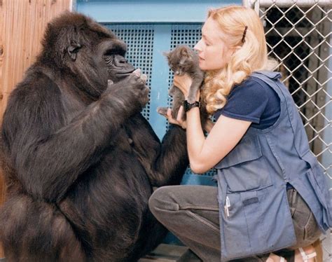 Koko the Gorilla and her Remarkable Signing Skills – The Print