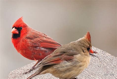 "Female and Male Cardinal" by barnsis | Redbubble