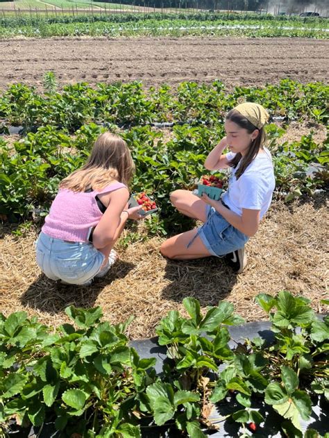 Strawberry picking aesthetic | Strawberry picking pictures, Strawberry ...