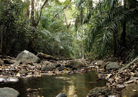 Nigerian state “determined to protect their forests” and preparing to ...