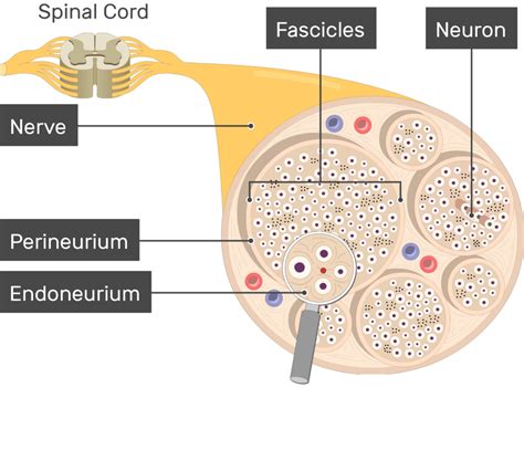 Spinal Cord Nerves Diagram