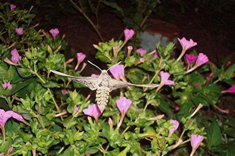 Flowers and Nature in my Garden: Tomato Hornworm Moth