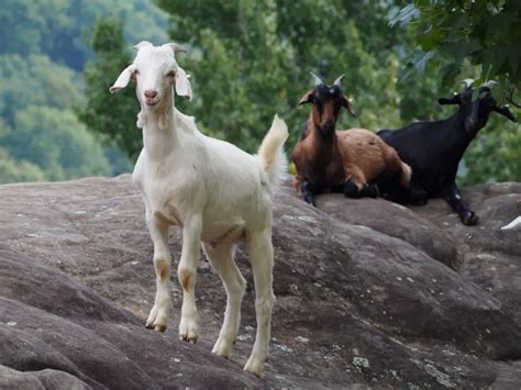 13 Beautiful White goat breeds - Homestead Geek