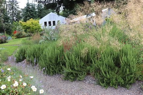 Before and After: Pruning the Rosemary