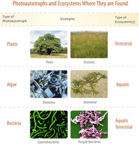 6.2: Flow of Energy - Biology LibreTexts