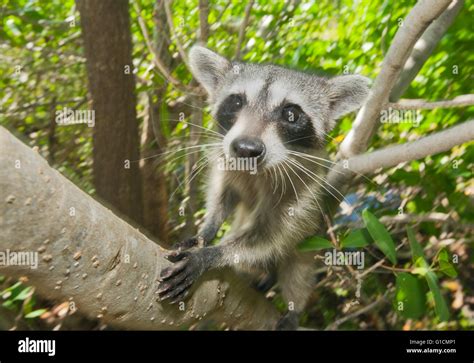 Pygmy Raccoon (Procyon pygmaeus) Critically endangered, Cozumel Island ...