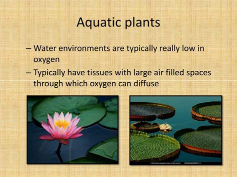 Keyword for Types Of Aquatic Plants Ppt