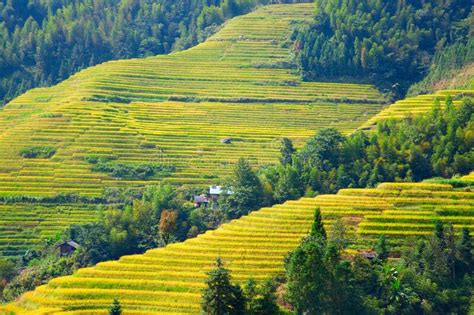 Longji Rice Terraces stock image. Image of nature, hill - 176461169