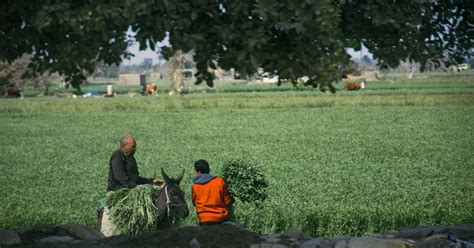 Agriculture in Egypt, from past to present - The Business Year