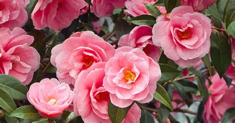 How to Plant and Grow Camellia Flowers | Gardener’s Path