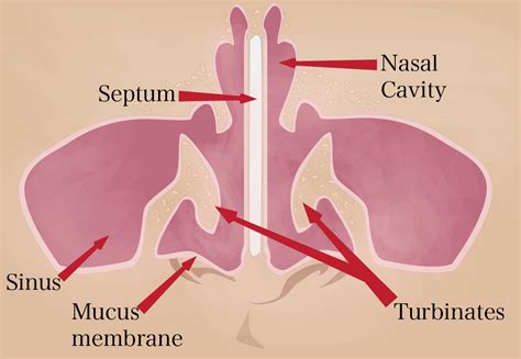 The Human Nose Diagram