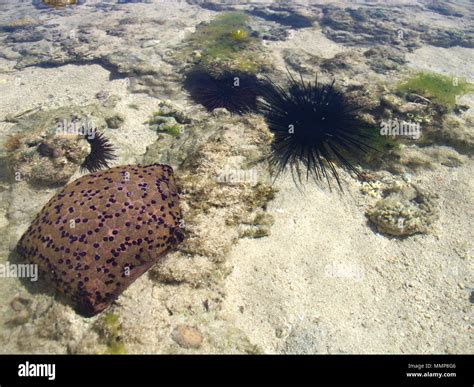 Starfish Culcita sp on Nosy Ve island beach near Anakao, Madagascar, Africa Stock Photo - Alamy