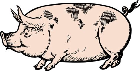 Pig clipart vector, Pig vector Transparent FREE for download on ...