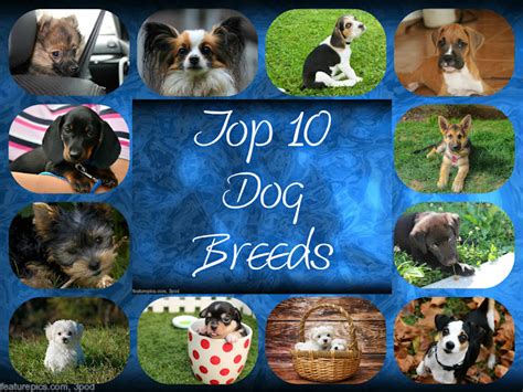 What Are The Top Ten Dog Breeds ? | Views and More
