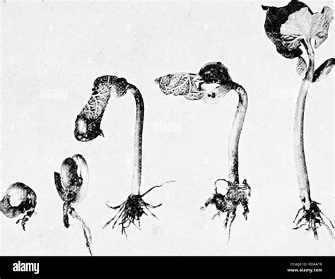 Hypocotyl Black and White Stock Photos & Images - Alamy