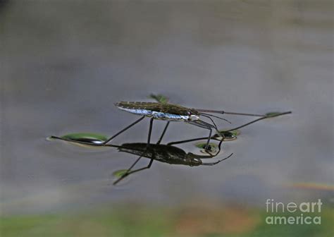 Water Skipper Photograph by Gary Wing - Fine Art America