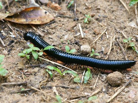 Sri Lankan Giant Millipede (Spirostreptus centrurus ?) | Flickr