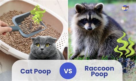 Cat Poop vs Raccoon Poop - Identification Guide