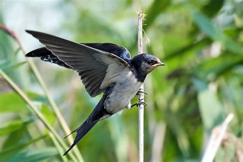 Aves Migratorias » Características, Alimentación, Hábitat, Reproducción, Depredadores