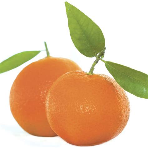 Satsuma Orange (Citrus unshiu) - MyGardenLife