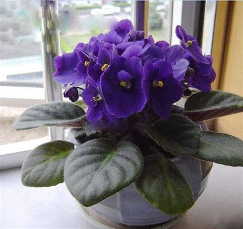 Amazon.com : 50pcs Violet Seeds African Violet Plants Seeds Indoor ...