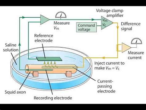 The Voltage Clamp Method - YouTube