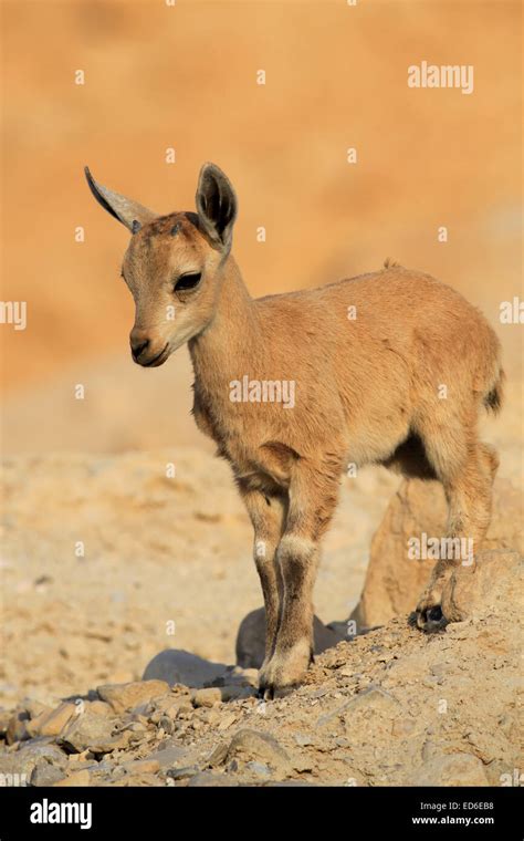 Baby Ibex with Little Horns. An image of a little ibex, about two-three ...