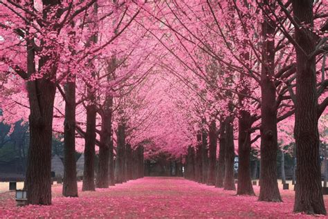 Korea's 2018 Cherry Blossom Forecast And The Best Viewing Spots - Klook ...