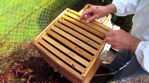 Italian Bees installed into Warre Hive - YouTube