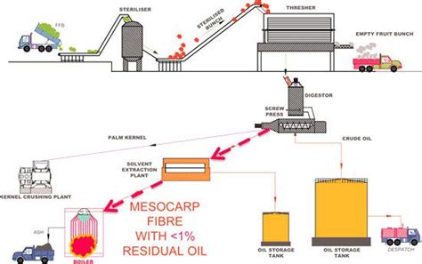 Palm Palm Oil Mill Process for Starting Palm Oil Extraction Business