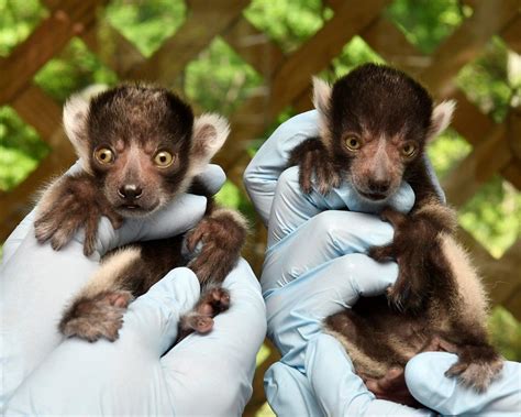 Infant Announcement: Ruffed lemur twins born at the Duke Lemur Center ...