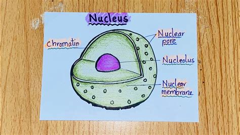 Nucleus Drawing